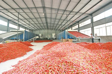 Red Pepper Drying Machine