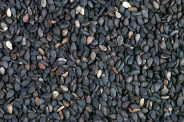 Sesame