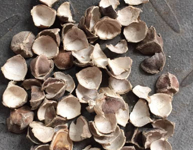 Moringa Seed Shelling