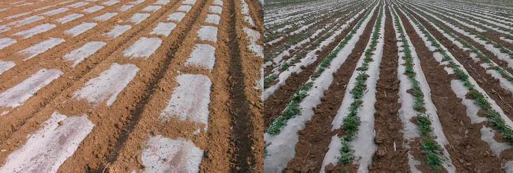 Peanut Mulch