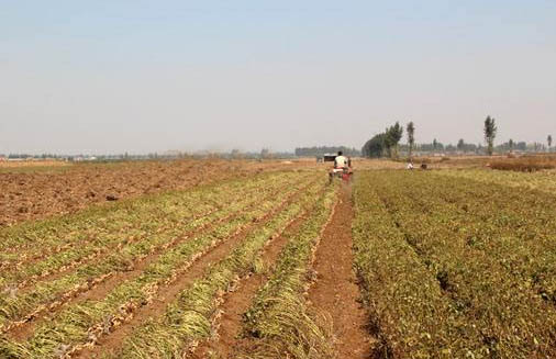 Peanut Machinery