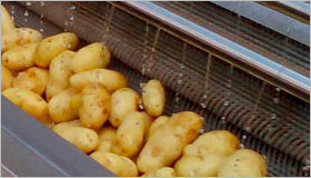 Potato Washing Machine