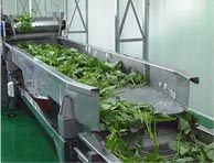 Fruit And Vegetable Washing Machine