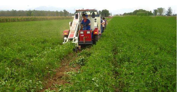 peanut harvester