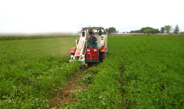 peanut harvester