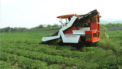 Peanut combine harvester