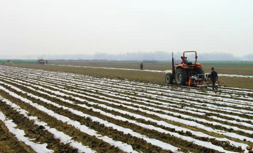 Peanut sowing