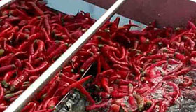 Chili Pepper Washing Machine