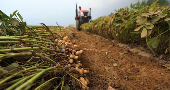 Farmers in Guzhen county use peanut harvesters to harvest peanuts