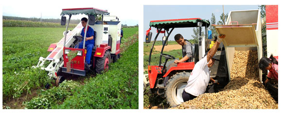 Peanut harvesting machine