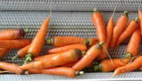 Carrot Washing Machine