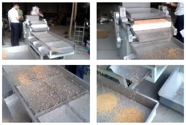 deo of peanut cutting machine working