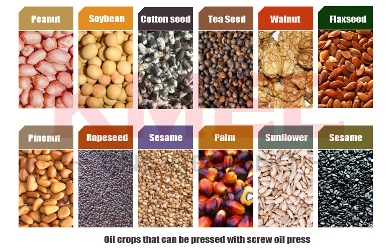 Oil crops with screw oil press