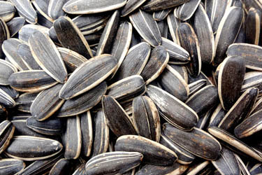 Sunflower seeds