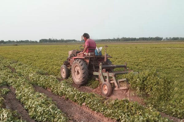 Harvesting peanuts