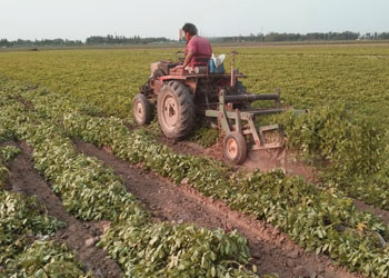 The development of peanut machine