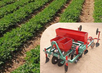 Mechanized peanut production technology