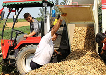 Application of peanut machinery in mechanized planting