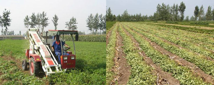 peanut harvesting machine