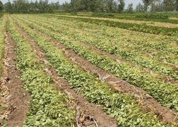 Beiliu city holds the peanut mechanized harvesting site meeting