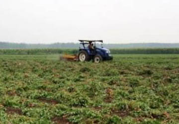 When is the best time to harvest peanuts?