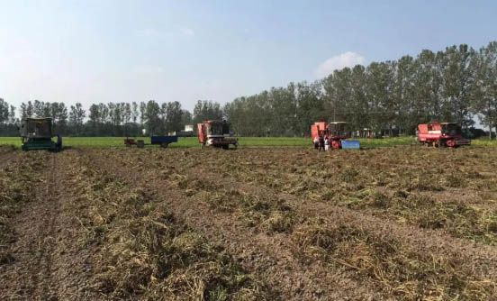 Mechanized harvesting of peanut, Improve the high-efficiency and high-yield of peanut harvest