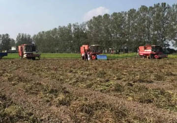 Mechanized harvesting of peanut, Improve the high-efficiency and high-yield of peanut harvest