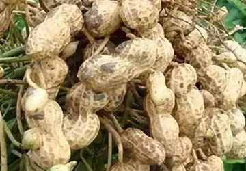 Peanut processing technology and development