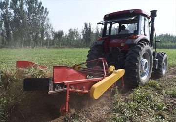 What should be paid attention to in mechanized peanut harvesting?