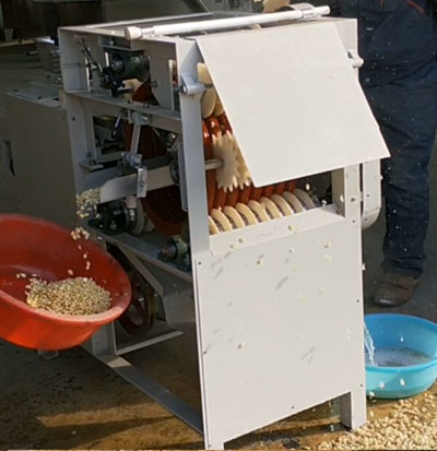 Wet type peanut peeling machine working video