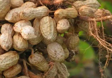 The development of peanut machinery is an inevitable trend