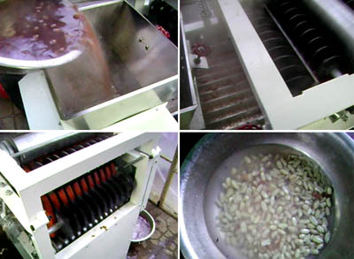 Main peeling structures of wet type peanut peeling machine