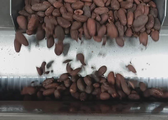 Cocoa Bean