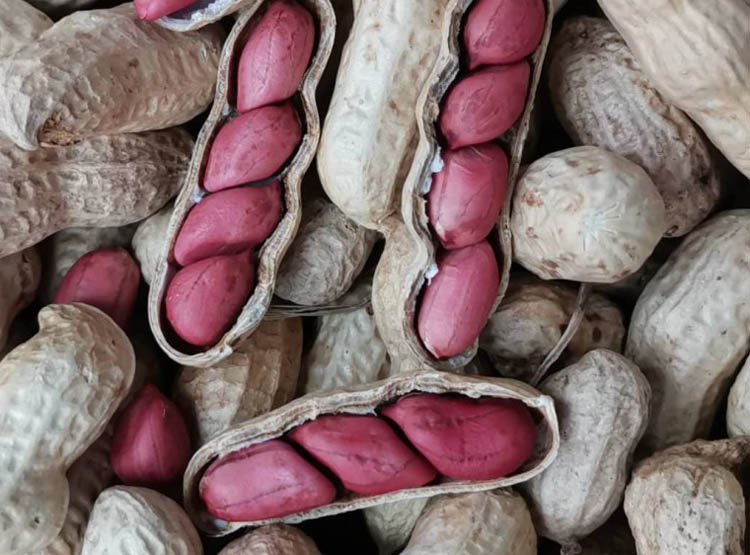 Peanuts
